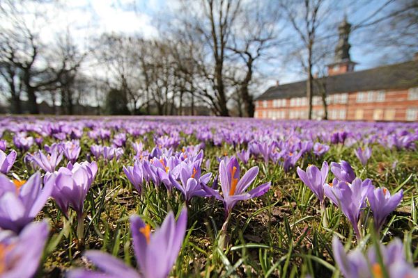 Krokusblütenfest: Husum