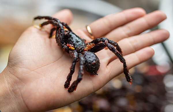 Vogelspinne gefällig? - Achtbeiner als Snack in Kambodscha