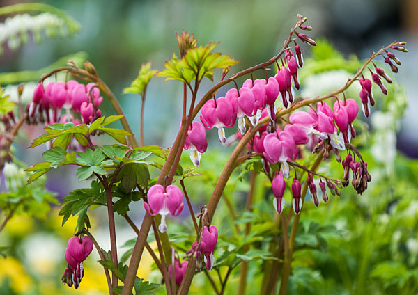 Berliner Staudenmarkt