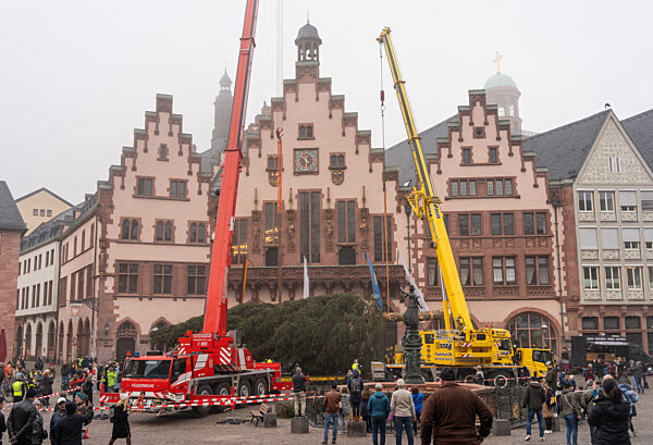 Frankfurter Weihnachtsbaum wird aufgestellt