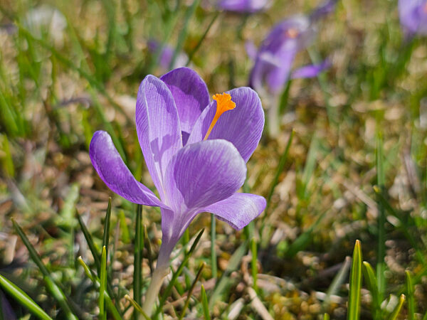 Krokusblüte im Erzgebirge