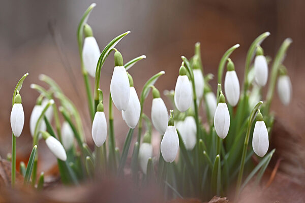 Erste Frühlingsboten in München