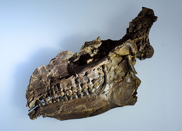 Unesco-Welterbestätte Grube Messel - Urpferd