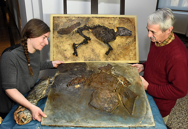Neue Urpferdchen aus der Grube Messel