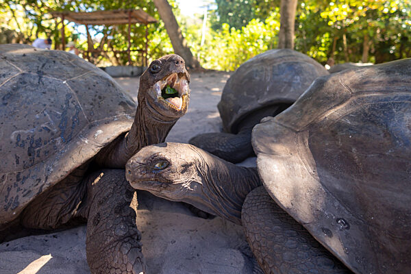 Aldabra-Riesenschildkroete