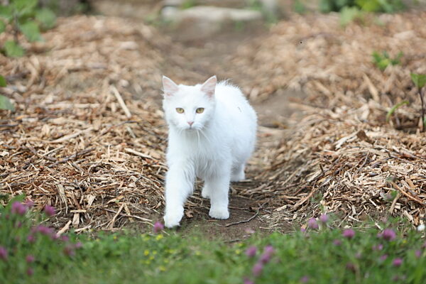 Entwicklung bei Kleingärten