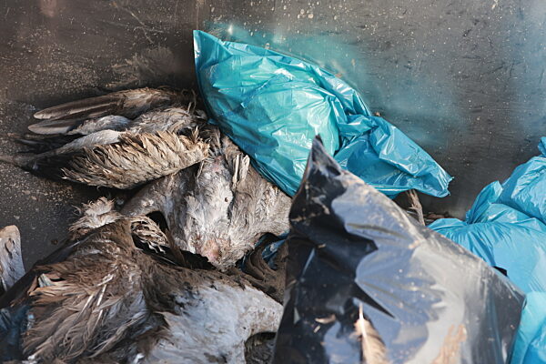 Vogelgrippe am Stausee Kelbra ausgebrochen