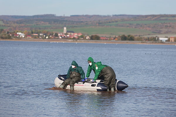 Vogelgrippe am Stausee Kelbra ausgebrochen