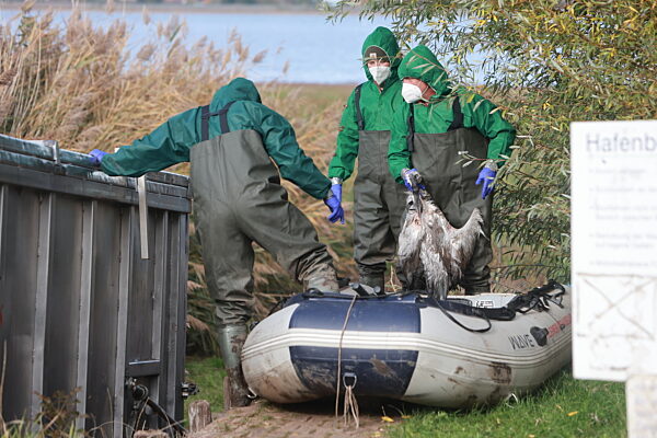Vogelgrippe am Stausee Kelbra ausgebrochen