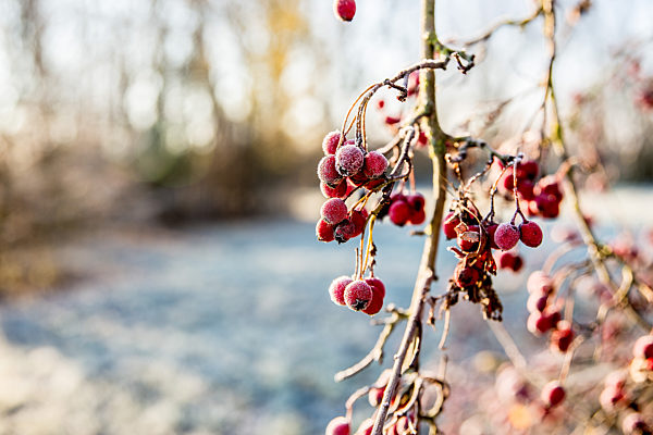 Symbolbilder - 2020 -