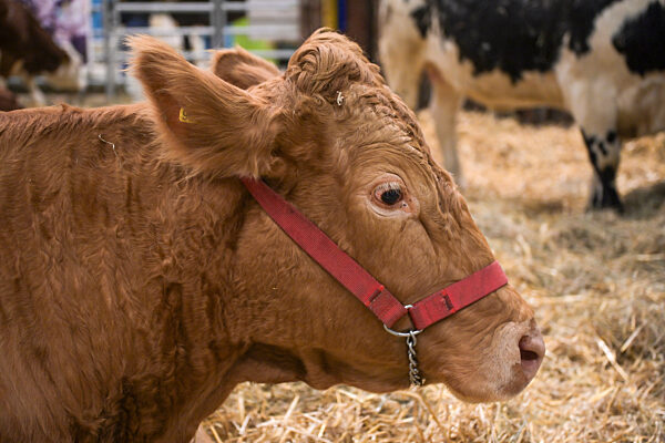 Internationale Grüne Woche Berlin - 2024