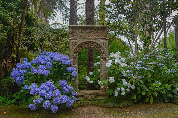 Hortensien (Hydrangea) Monte Palace Tropical Garden Monte Funchal Madeira Portugal