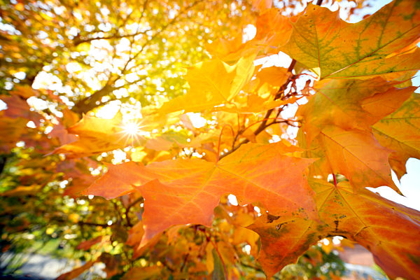 Sonne scheint durch Herbstlaub