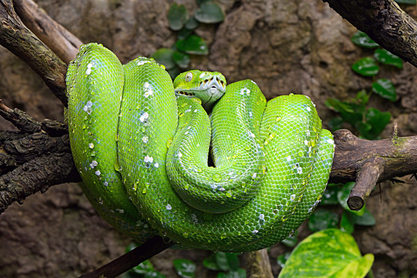 Gruene Baumpython