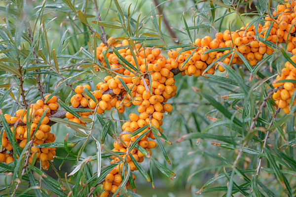 Hippophae rhamnoides ORANGE ENERGY