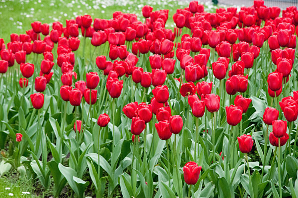 Europa, Belgien, Bruessel, Square du Petit Sablon, Tulpe, Tulipa × gesneriana, Europe, Belgium, Brussels, tulip