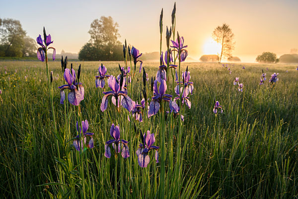 Sibirische Schwertlilie / Siberian Iris / Iris sibirica