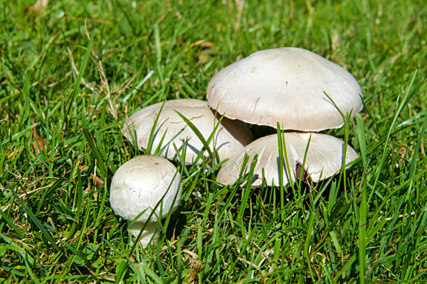 Wiesen-Champignon (Agaricus campestris)