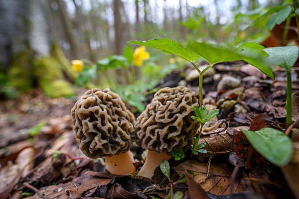 Speise-Morchel, Rund-Morchel / Common Morel, Yellow Morel, True Morel / Morchella esculenta