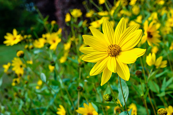 Topinambur, Helianthus tuberosus