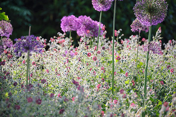 Brauner Storchschnabel