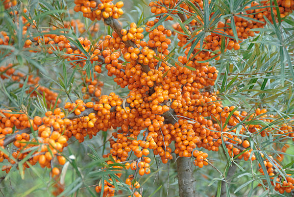 Hippophae rhamnoides ORANGE ENERGY