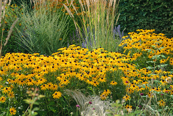 Rudbeckia fulgida 'Goldsturm'