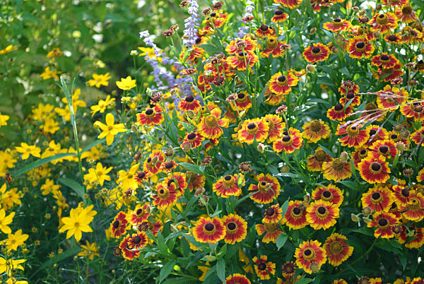 Sonnenbraut - Maedchenauge