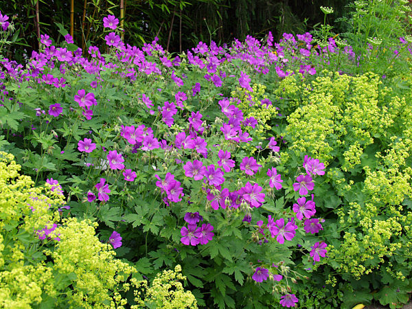 Geranium magnificum