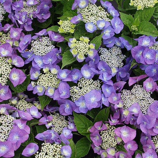 Hydrangea macrophylla Blaumeise