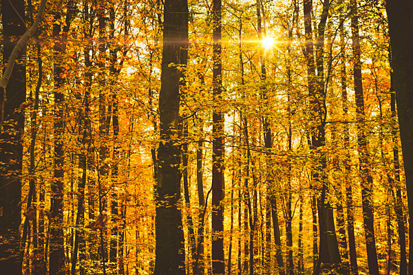 Herbstlicher Naturwald in Scharbeutz, Schleswig-Holstein, Deutschland, Europa