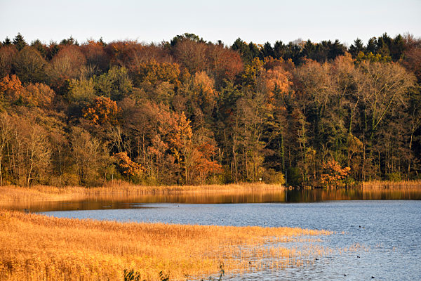 Herbstlicher Wald am Gro?en P?nitzer See in Scharbeutz, Schleswig-Holstein, Deutschland, Europa