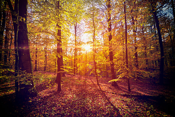 Herbstlicher Naturwald in Scharbeutz, Schleswig-Holstein, Deutschland, Europa