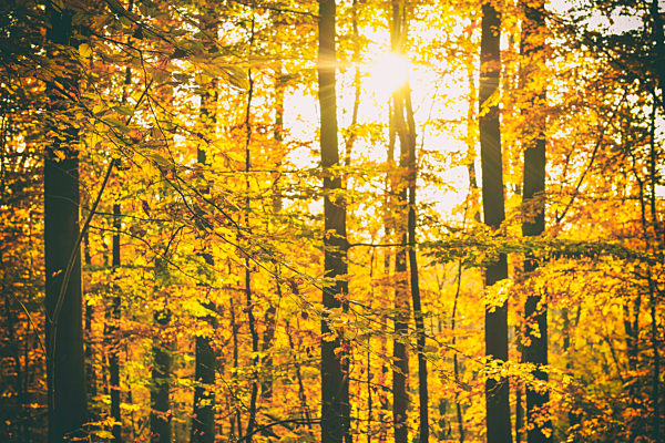 Herbstlicher Naturwald in Scharbeutz, Schleswig-Holstein, Deutschland, Europa