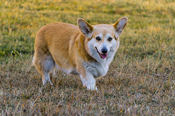 Pembroke-Waliser-Hund des Welsh Corgis, Pembroke welsh corgi dog