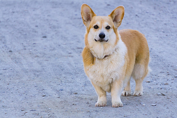 Pembroke-Waliser-Hund des Welsh Corgis, Pembroke welsh corgi dog