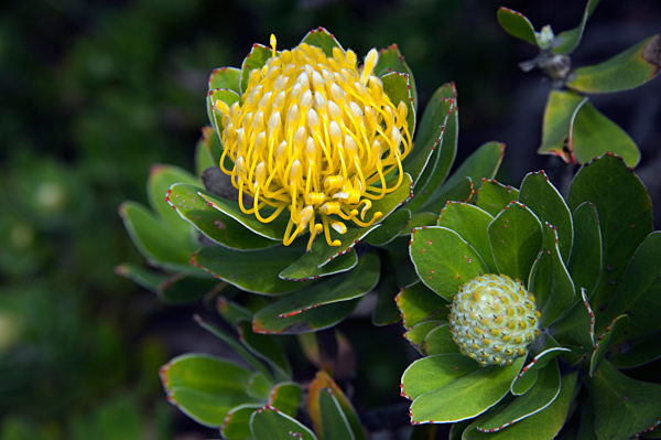 Protea - Koenigsprotea