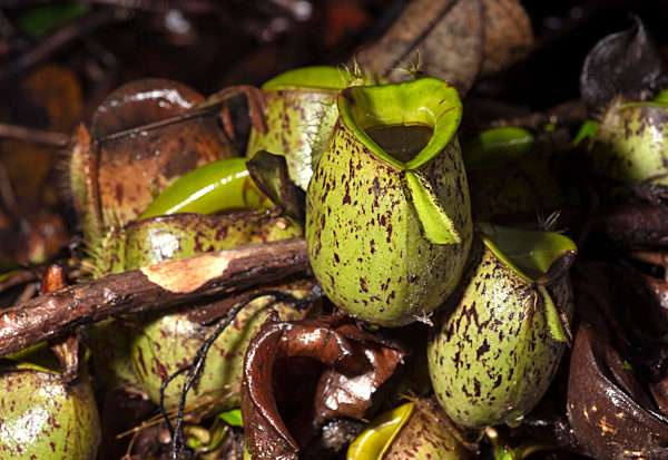 Bodenkannen der Kannenpflanze Nepenthes ampullaria in situ, Familie der Kannenpflanzengewaechse (Nepenthaceae), Kubah Nationalpark, Kuching, Sarawak, Borneo, Malaysia / Cluster of ground pitchers of Nepenthes ampullaria in situ, Pitcher plant family (Nepen