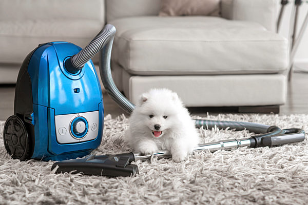Fluffy white dog laying on shag carpet near vacuum, Flauschiger weisser Hund auf Noppeteppich in der Naehe von Vakuum Verlegung
