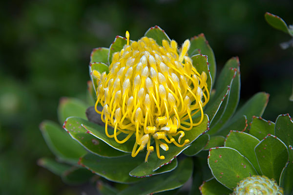 Protea - Koenigsprotea