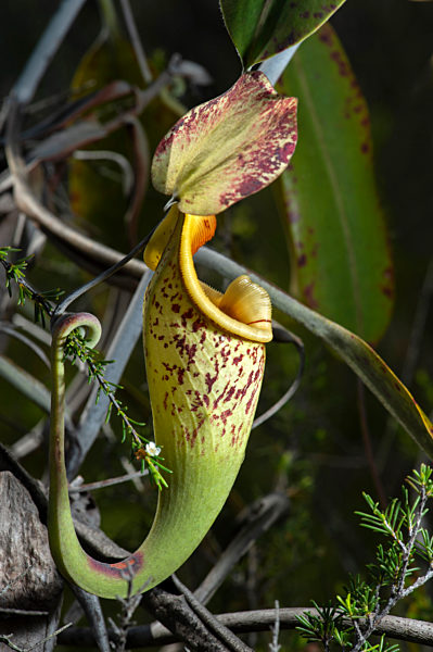 Kannenpflanze Nepenthes rafflesiana in situ,  Familie der Kannenpflanzengewaechse (Nepenthaceae), Sarawak, Borneo, Malaysia / Pitcher plant Nepenthes rafflesiana in situ, Pitcher plant family (Nepenthaceae), Sarawak, Borneo, Malaysia
