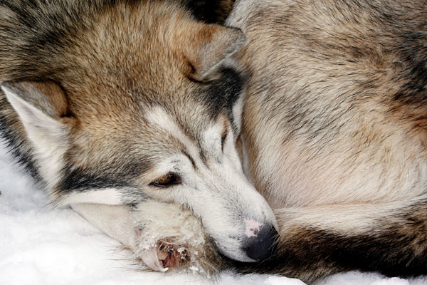 Portrait eines schlafenden wildfarben Huskys mit braunen Augen, Schlittenhund waehrend der Ruhepause, Lappland, Finnland