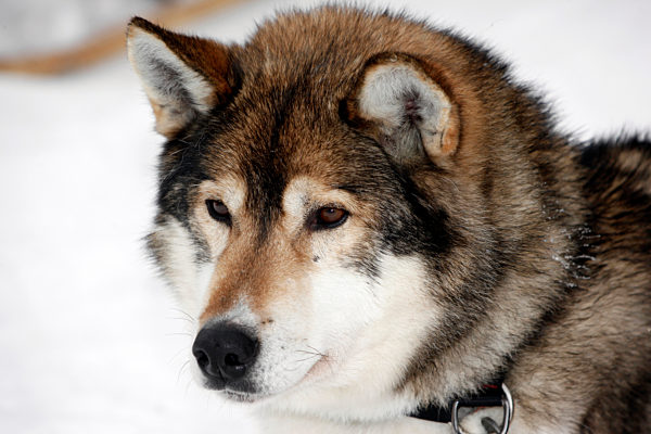 Portrait eines wildfarben Huskys mit braunen Augen, Schlittenhund waehrend der Ruhepause, Lappland, Finnland