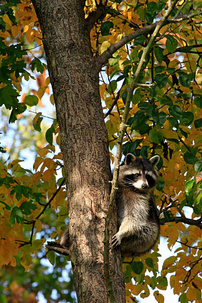 Niedlicher aufmerksamer Waschbaer / Procyon lotor sitzt in einem Baum mit buntem Herbstlaub, auch als Nordamerikanischer Waschbaer oder altertuemlich als Schupp bekannt