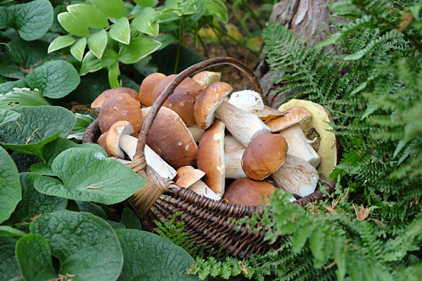 Boletus edulis