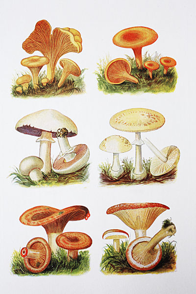 Bl?tterpilze, echter Pfifferling, falscher Pfifferling, Feld Champignon, Gelber Knollenbl?tterpilz, Echter Reizker, Giftreizker, digital improved reproduction of an original print from the year 1881