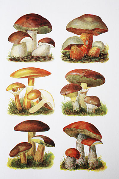 R?hrenpilze: Steinpilz, Satanspilz, Sch?ner R?hrling, Butterpilz, Maronenpilz, Roth?ubchen, digital improved reproduction of an original print from the year 1881
