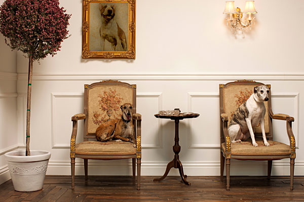 Dogs sitting on elegant chairs, Hunde, die auf elegante Stuehle sitzen