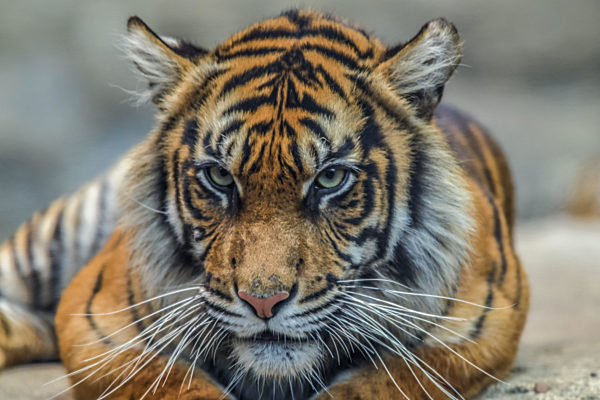 Sumatra-Tiger, Tierpark, Friedrichsfelde, Lichtenberg, Berlin, Deutschland