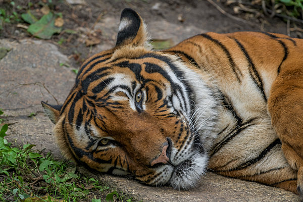 Sumatra-Tiger, Tierpark, Friedrichsfelde, Lichtenberg, Berlin, Deutschland